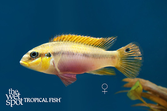 Pelvicachromis drachenfelsi Taeniatus Wouri female