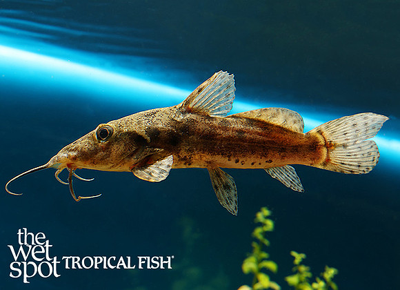 Auchenoglanis cf. biscutatus "Yellow Giraffe Cat"