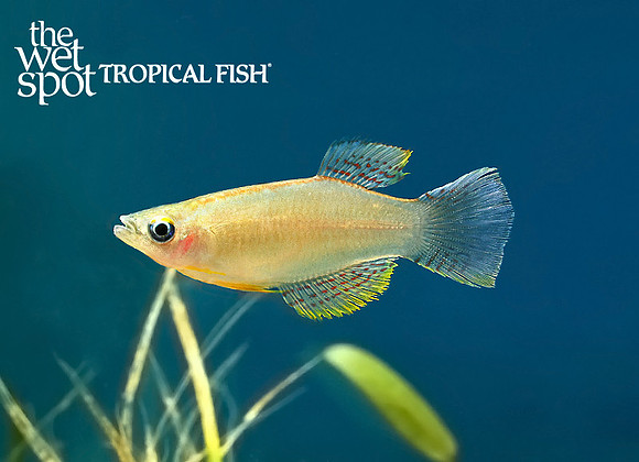 Procatopus nototaenia"Large Finned Lampeye Killi" "Kopongo"