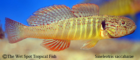 Chinese Mandarin Goby - Sineleotris saccaharae