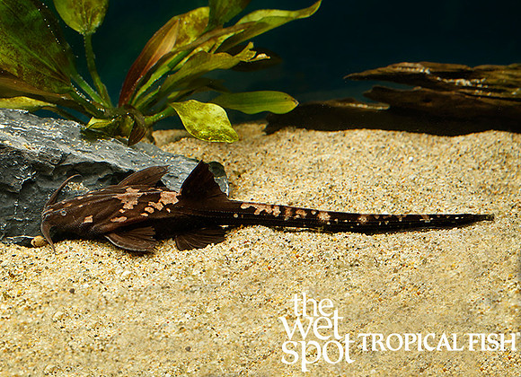 Platystacus cotylephorus - Whiptail Banjo Cat