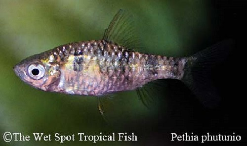 Pethia phutunio - Green Dwarf Barb