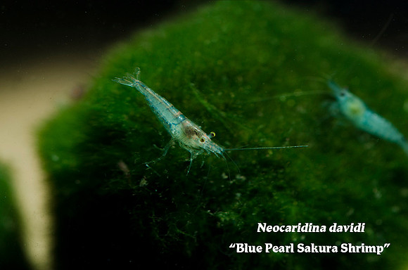 Neocaridina palmata - Blue Pearl Shrimp