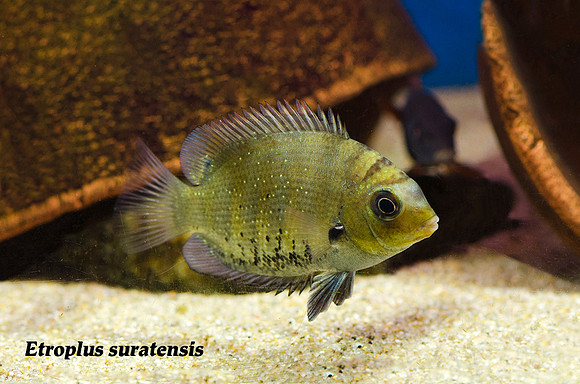 Etroplus suratensis - Green Chromide