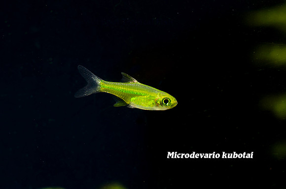 Green Rasbora - Microdevario kubotai