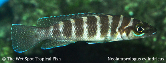 Neolamprologus cylindricus