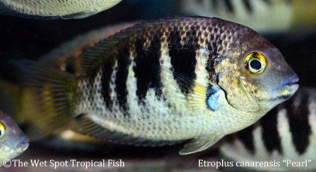 Etroplus canarensis - Pearl Chromide Cichlid