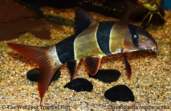 Chromobotia macracantha - Clown Loach