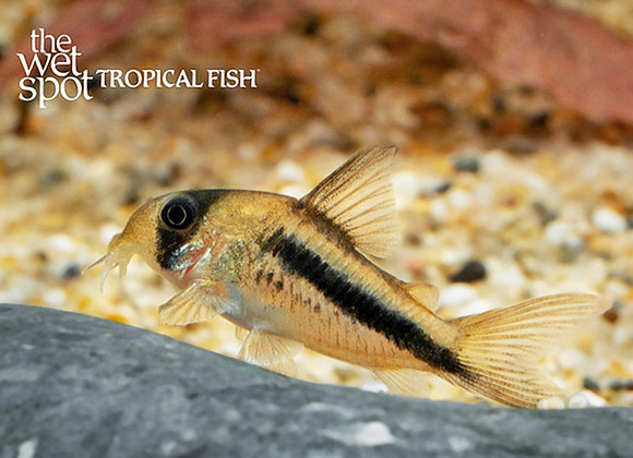 Corydoras axelrodi"Colombia"