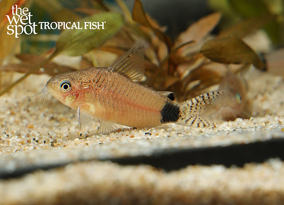 Corydoras guapore