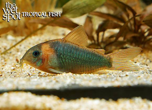 Corydoras eques