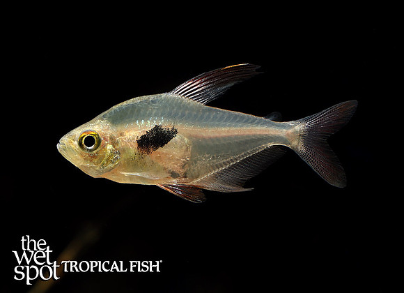 Hyphessobrycon epicharis"Charming Rosy Tetra"