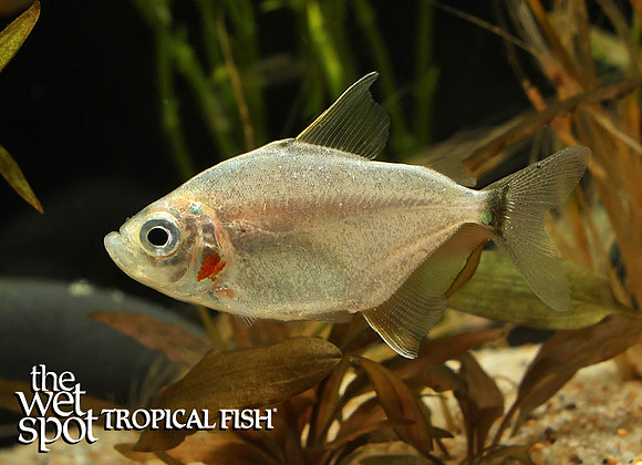 Catoprion mento "Wimpel Piranha"