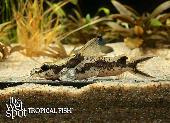 Chrysichthys ornatus
