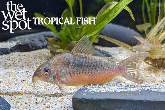 Corydoras pantanalensis "Brazil"