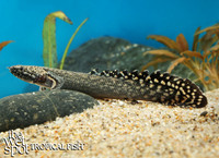 Polypterus ornatipinnis Ornate Bichir E77A1346