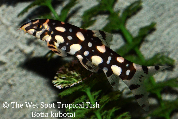 Botia kubotai - Burma Border Loach (Subadult)