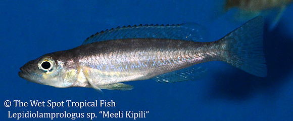 Lepidolamprologus sp. "Meeli Kipili"