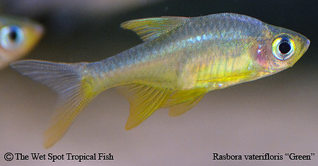Rasbora vaterifloris 'Green Form' - Green Fire Rasbora