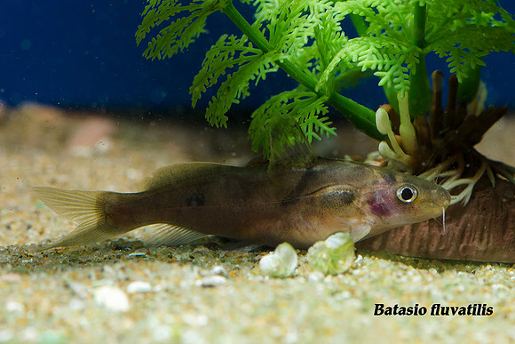 Batasio fluvatilis - Bengal Tiger Catfish