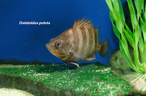 Indian Tiger Fish - Datnioides polota