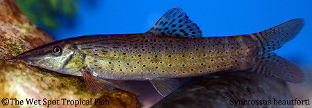 Syncrossus beauforti - Beaufort's Leopard Loach
