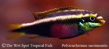 Pelvicachromis sacrimontis ♀