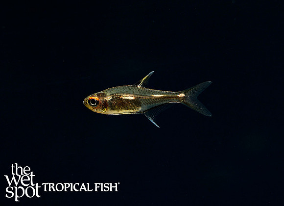 Hemigrammus sp. "Morse Code"