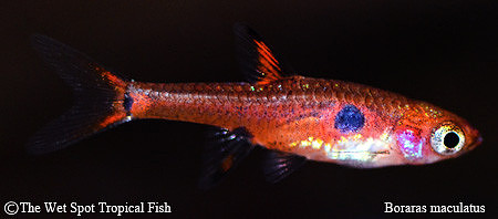 Boraras maculatus - Pygmy Spotted Rasbora