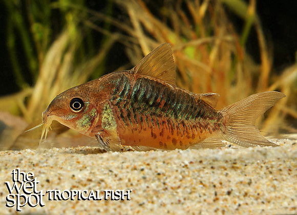 Corydoras pantanalensis"Brazil"