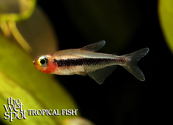 Tucanoichthys tucano "Tucano Tetra"