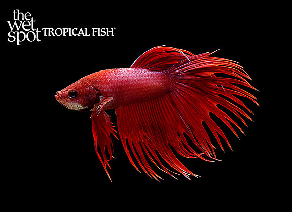 Betta splendens"Crowntail Betta"