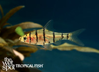 Eirmotus octozona - Eight Banded False Barb