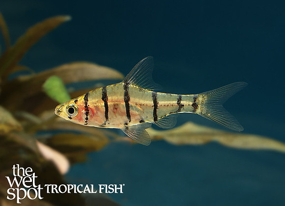 Eirmotus octozona - Eight Banded False Barb