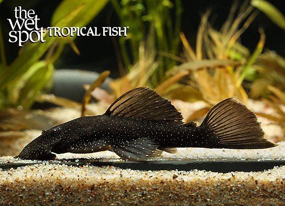 Ancistrus hoplogenys "L059" "Starry Night Ancistrus"