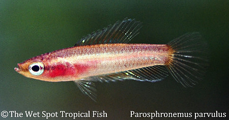 Parosphromenus parvulus - Red Spotted Pygmy Licorice Gourami