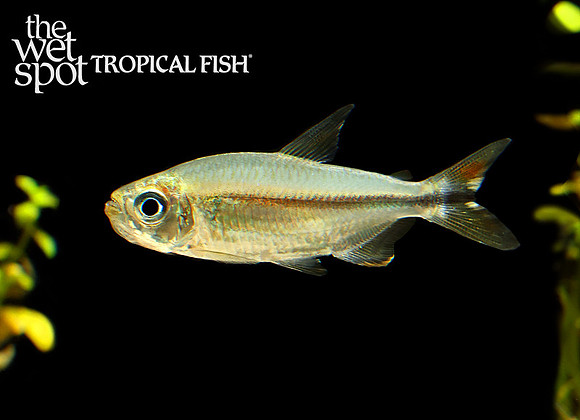 Alestopetersius hilgendorfi "Hilgendorf's Congo Tetra"