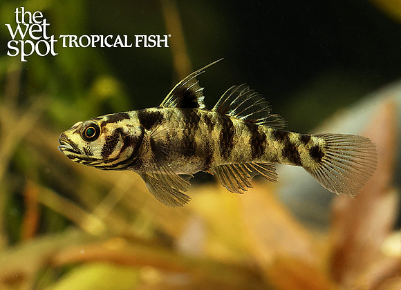 Mugilogobius adeia - Shell Dwelling Clown Goby