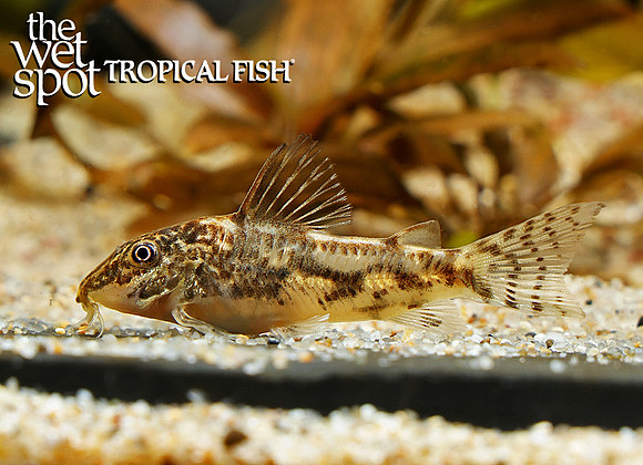 Scleromystax barbatus