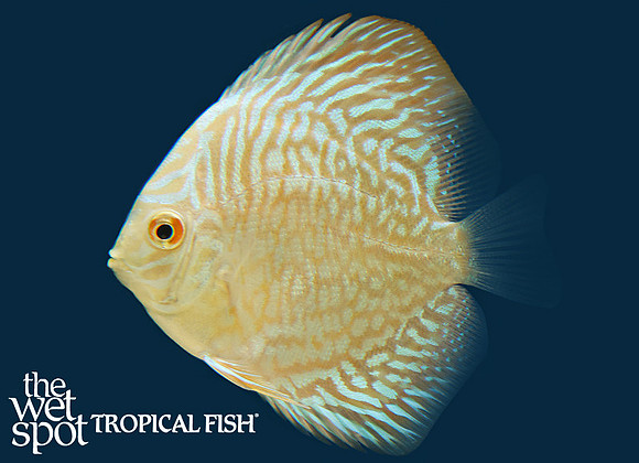 Symphysodon aequifasciatus "White Tiger Turquoise Discus"
