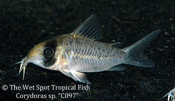Corydoras sp. C097 - Masked Cory
