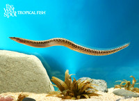 Mastacembelus greshoffi "Leopard Spiny Eel"