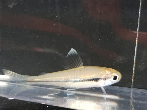 Ceratobranchia obtusirostris - Blunt Nose Tetra