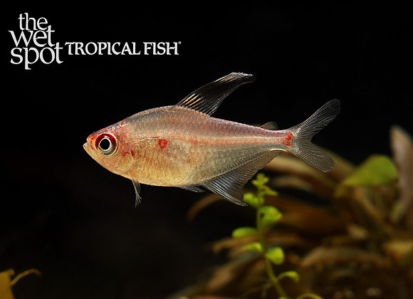 Hyphessobrycon pyrrhonotus "Flame Back Bleeding Heart Tetra" "Brazil"
