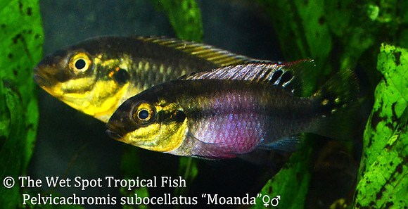 Pelvicachromis subocellatus "Moanda" ♂♀