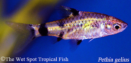Pethia gelius - Gold Clown Barb