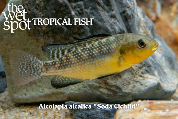 Alcolapia alcalica - Soda Cichlid