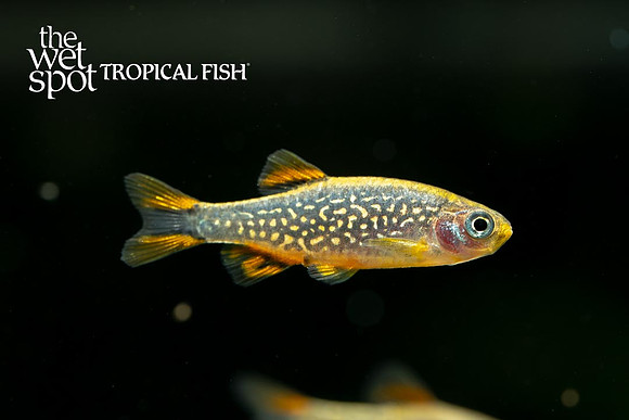 Celestichthys margaritatus - Celestial Pearl Danio