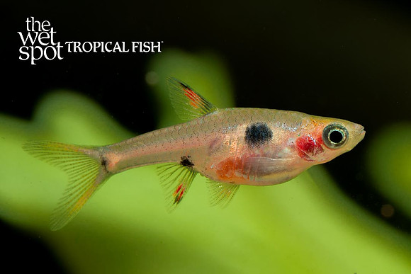 Boraras maculatus - Pygmy Spotted Rasbora