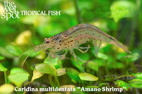 Caridina multidentata - Amano Shrimp